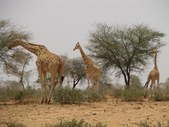 02 Le Troupeau De Girafes